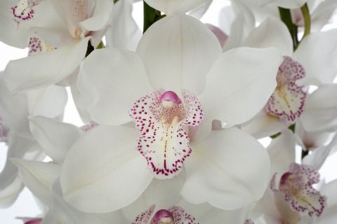 Срезанные цветы оптом Cymbidium white mrs sugar lee от 6шт из Голландии с доставкой по России