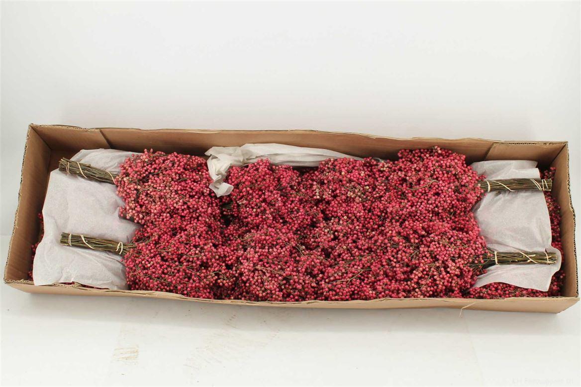 Срезанные цветы оптом Schinus mollis pink special от 6шт из Голландии с доставкой по России
