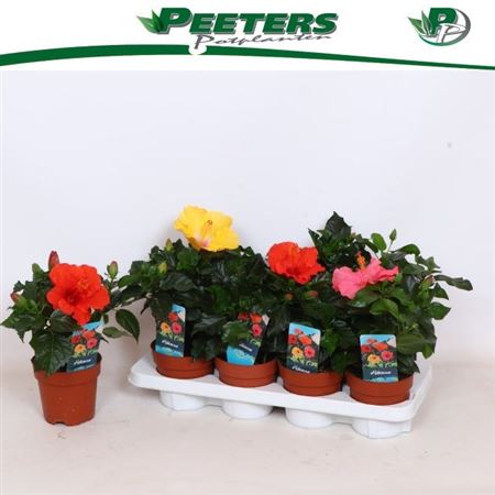 Горшечные цветы и растения оптом Hibiscus Mix 3+ от 8шт из Голландии с доставкой по России