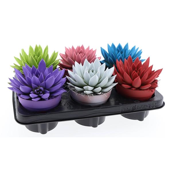 Горшечные цветы и растения оптом Echeveria Rainbow Mix от 6шт из Голландии с доставкой по России