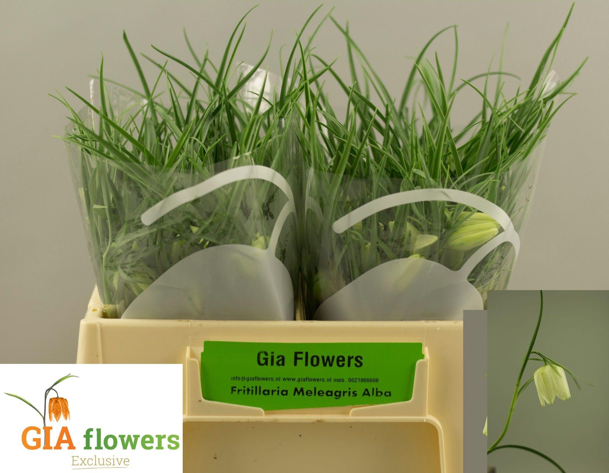 Срезанные цветы оптом Fritillaria alba от 100шт из Голландии с доставкой по России