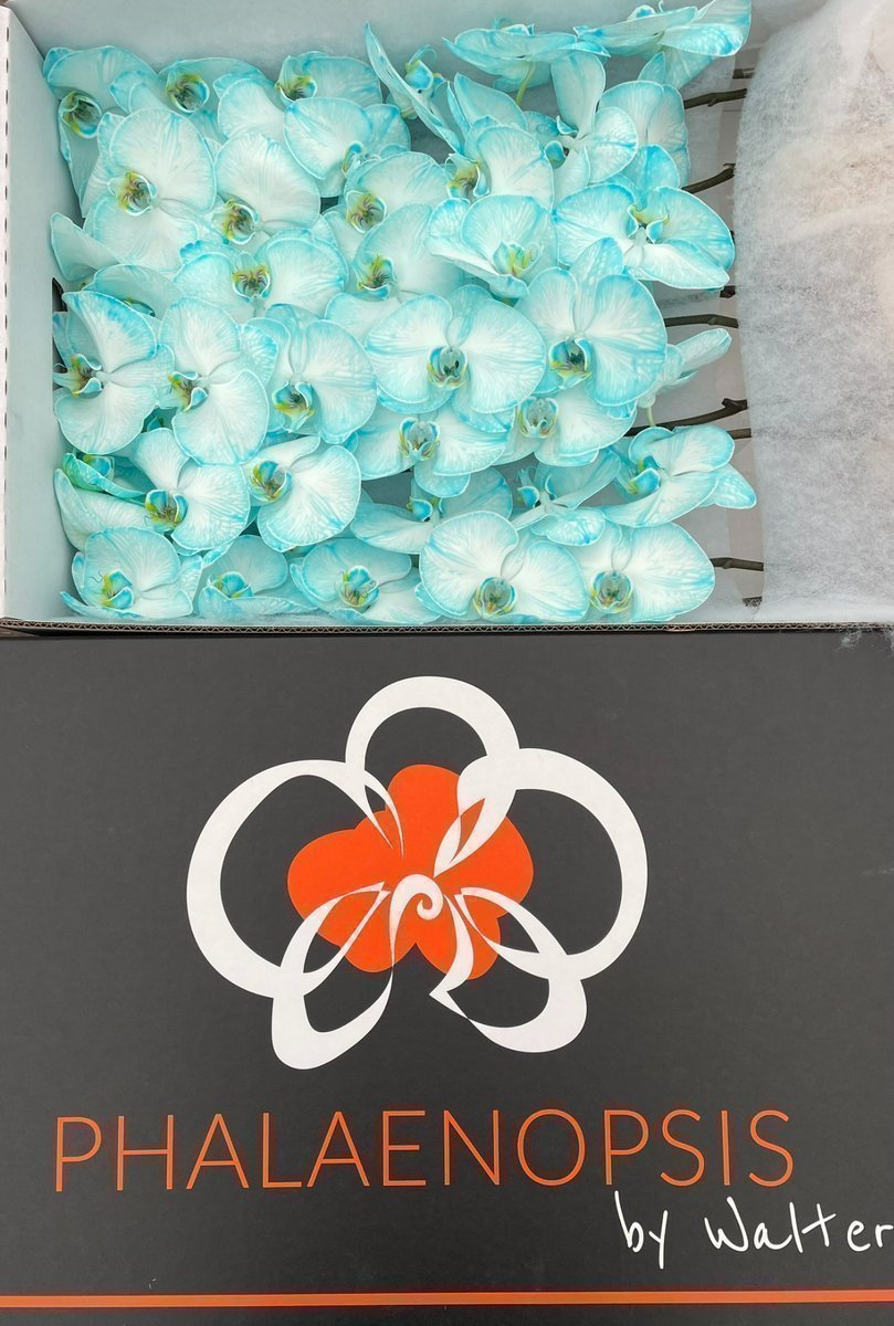 Срезанные цветы оптом Phalaenopsis paint ice blue от 10шт из Голландии с доставкой по России