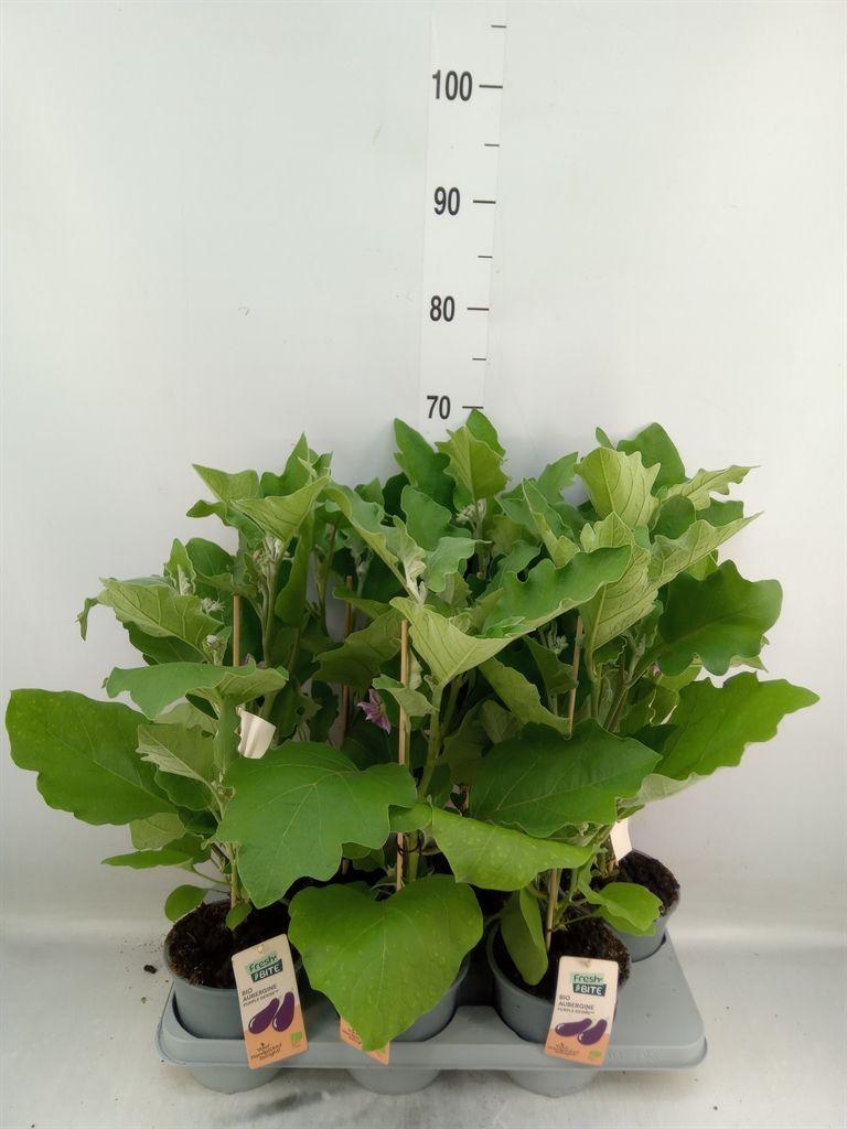 Горшечные цветы и растения оптом Solanum Melongena  ...aubergine от 6шт из Голландии с доставкой по России