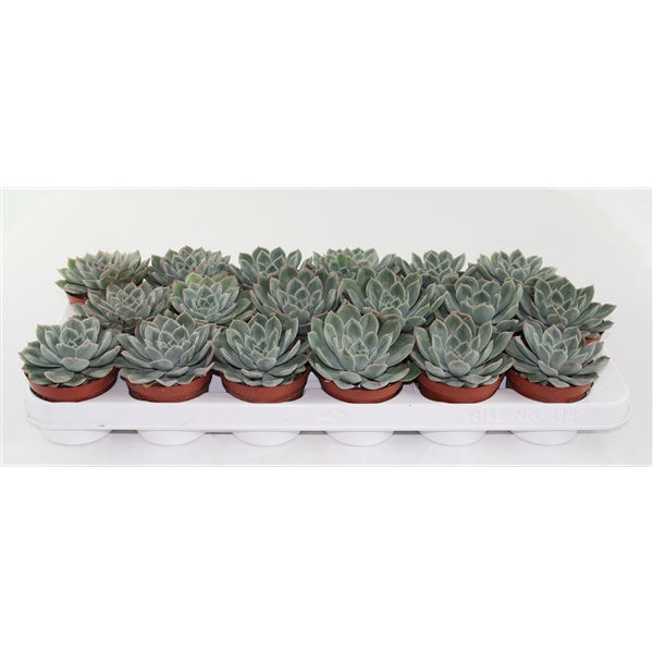 Горшечные цветы и растения оптом Echeveria Rosea от 12шт из Голландии с доставкой по России