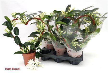 Горшечные цветы и растения оптом Steph Fl Ov 7-10+ от 5шт из Голландии с доставкой по России