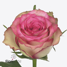 Срезанные цветы оптом Rosa large monique от 80шт. из Голландии с доставкой по России