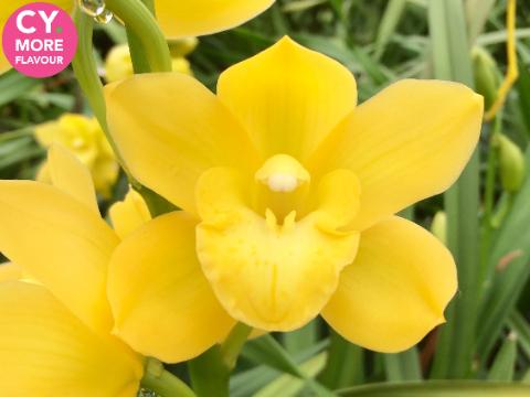 Срезанные цветы оптом Minicymbidium yellow kasuda fantasy carioca от 6шт из Голландии с доставкой по России