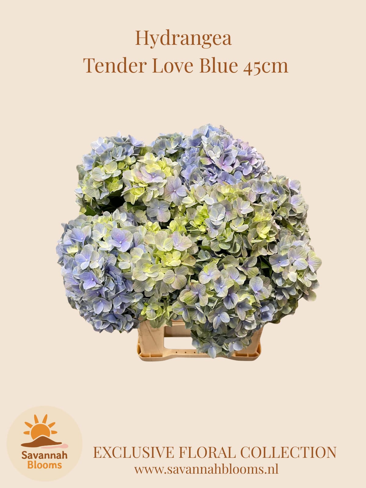 Срезанные цветы оптом Hydrangea mag tender love от 10шт из Голландии с доставкой по России