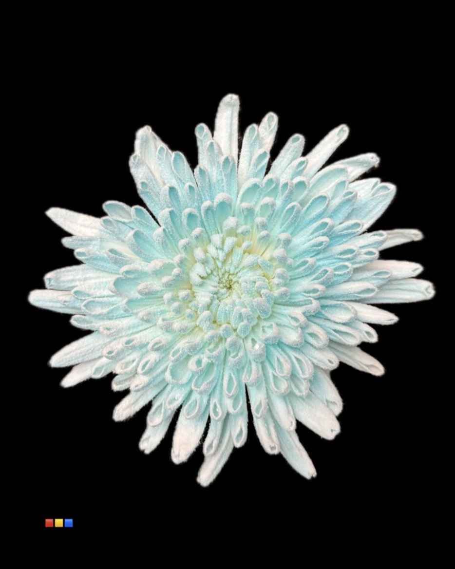 Срезанные цветы оптом Chrys bl paint anastasia snow blue light от 40шт из Голландии с доставкой по России