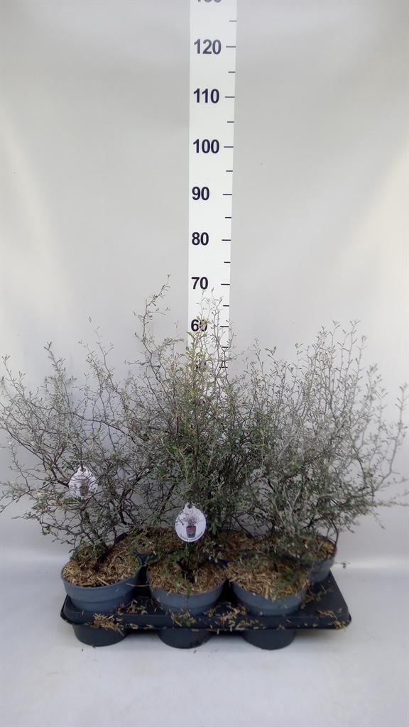 Горшечные цветы и растения оптом Corokia Cotoneaster от 6шт из Голландии с доставкой по России