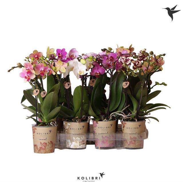 Горшечные цветы и растения оптом Phalaenopsis Mf. Mix от 6шт из Голландии с доставкой по России