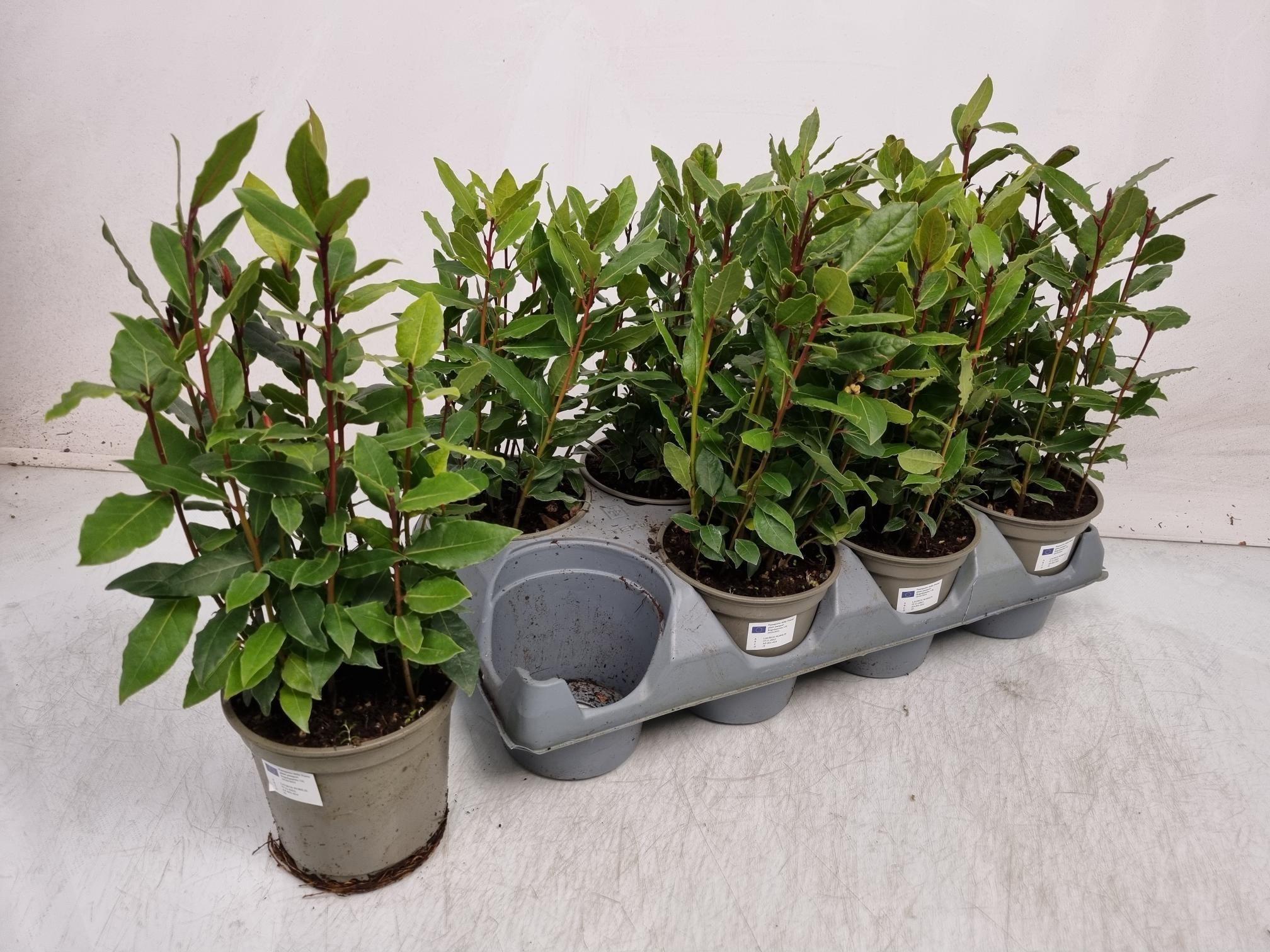 Горшечные цветы и растения оптом Lau Nobilis от 8шт из Голландии с доставкой по России