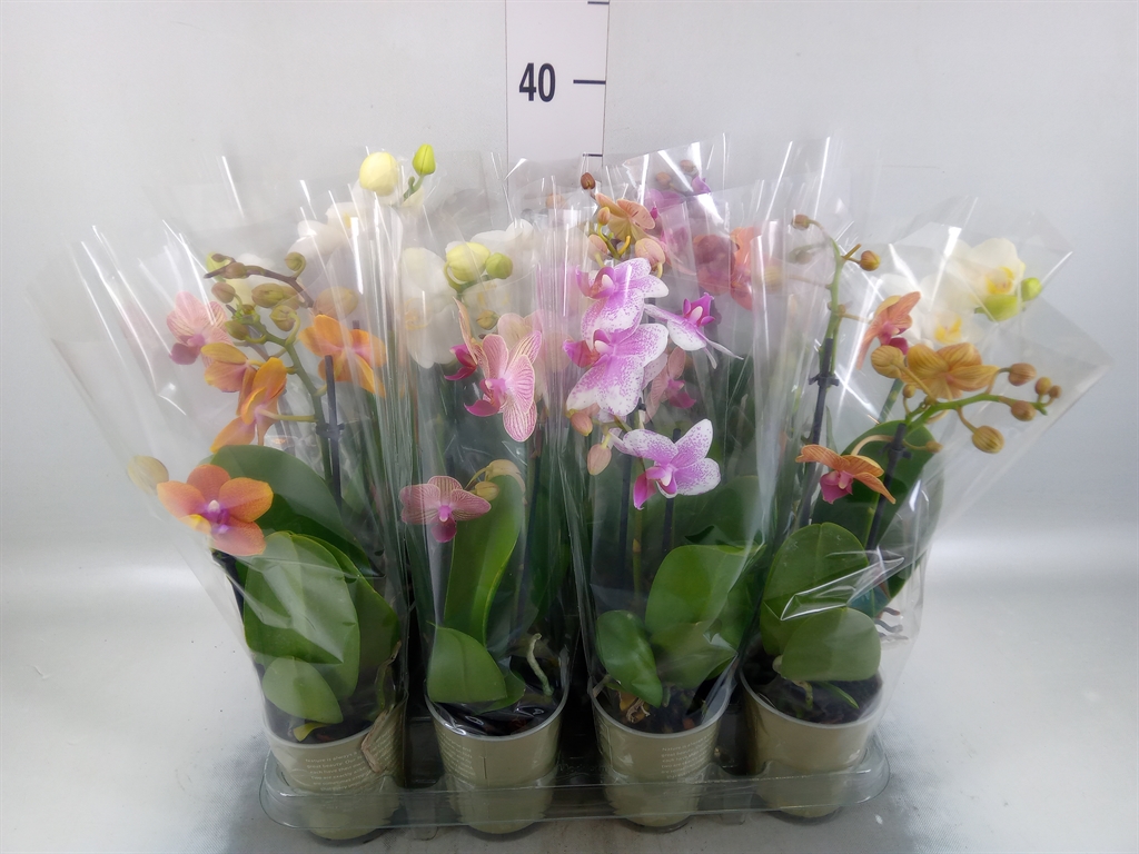 Горшечные цветы и растения оптом Phalaenopsis   ...mix от 12шт (для телеги) из Голландии с доставкой по России