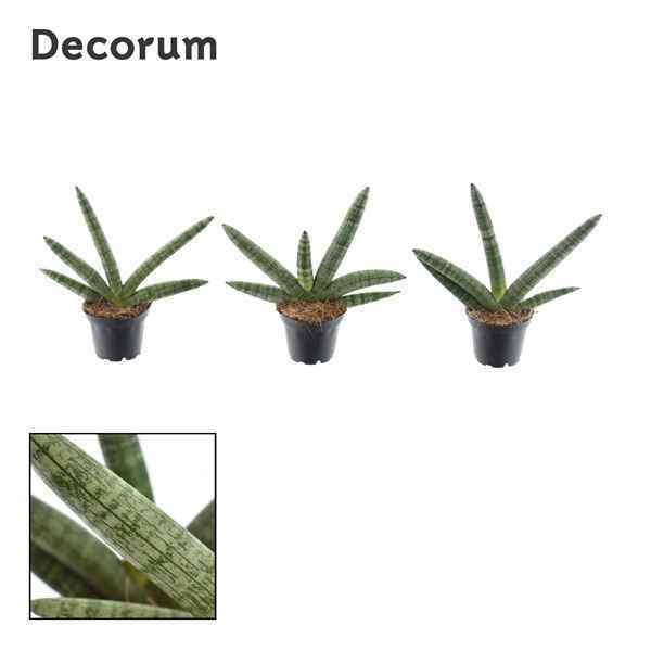 Горшечные цветы и растения оптом Sansevieria Skyline (decorum) от 16шт из Голландии с доставкой по России