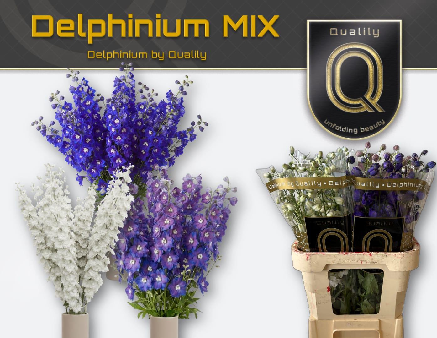 Срезанные цветы оптом Delphinium si mix от 30шт из Голландии с доставкой по России