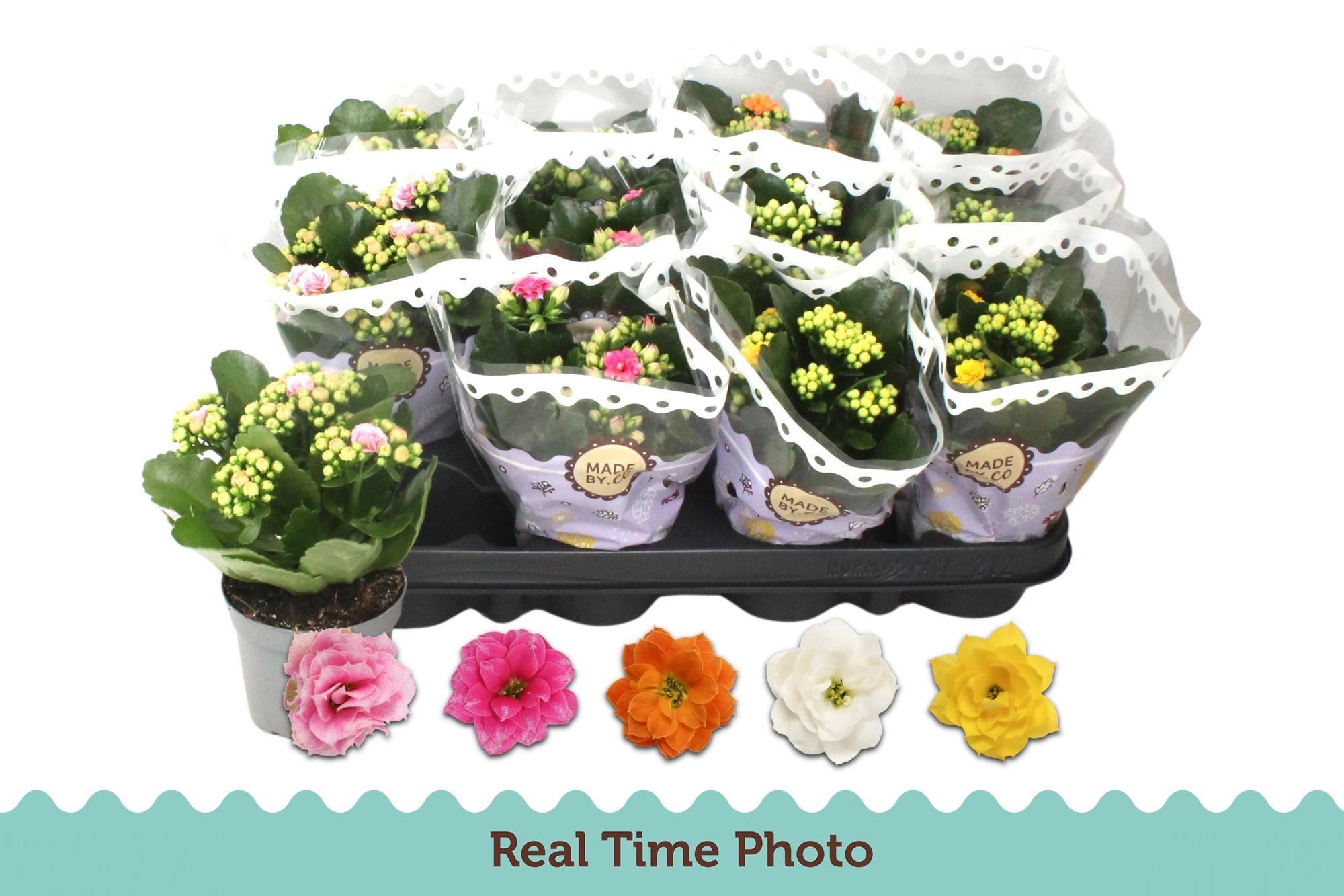 Горшечные цветы и растения оптом Kal Ge Gem 5 Kl от 12шт (для телеги) из Голландии с доставкой по России