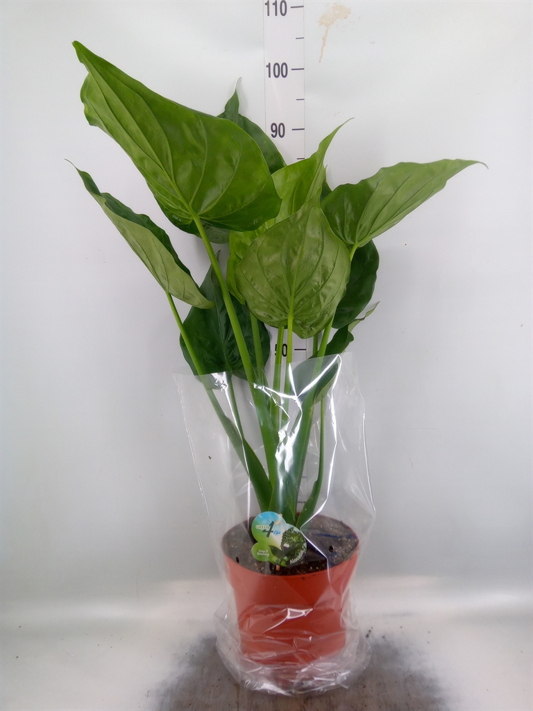 Горшечные цветы и растения оптом Alocasia Cucullata от 1шт (для телеги) из Голландии с доставкой по России