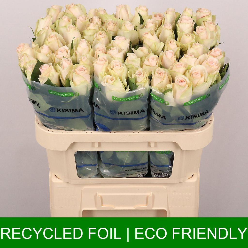 Срезанные цветы оптом Rosa large high & bridal от 60шт из Голландии с доставкой по России