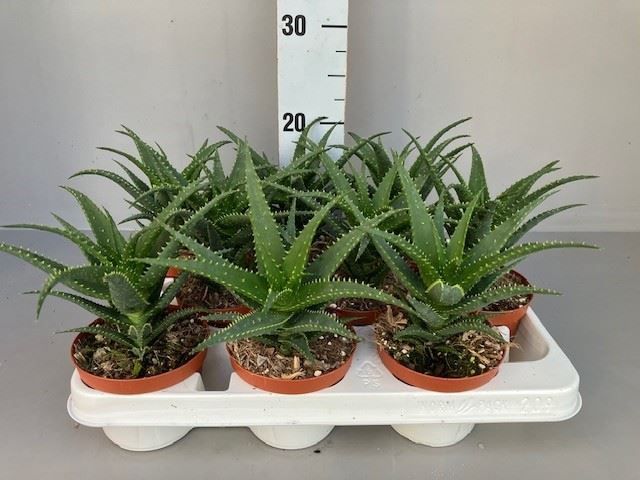 Горшечные цветы и растения оптом Aloe Arborescens от 9шт из Голландии с доставкой по России