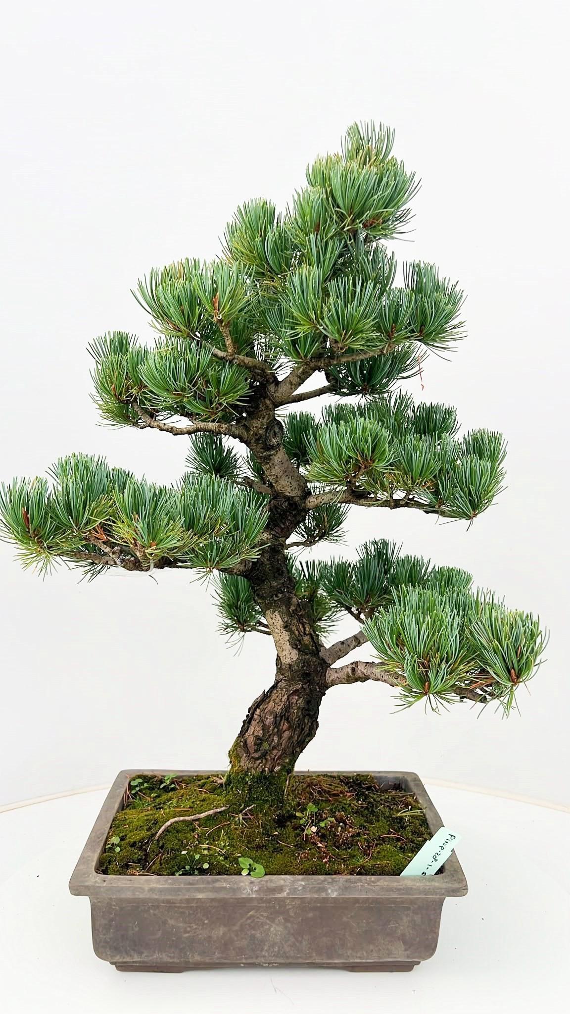 Горшечные цветы и растения оптом Pinus Parviflora, 28cm, Height 60cm. (single Item) от 1шт из Голландии с доставкой по России