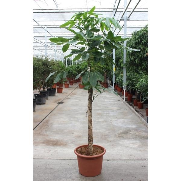 Горшечные цветы и растения оптом Schefflera Actinophylla Amate On Stem от 1шт из Голландии с доставкой по России