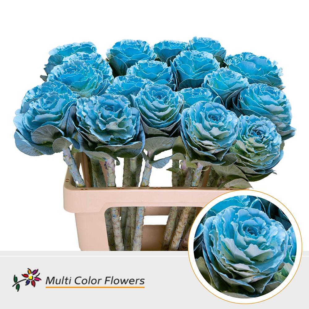 Срезанные цветы оптом Brassica paint light blue от 20шт из Голландии с доставкой по России
