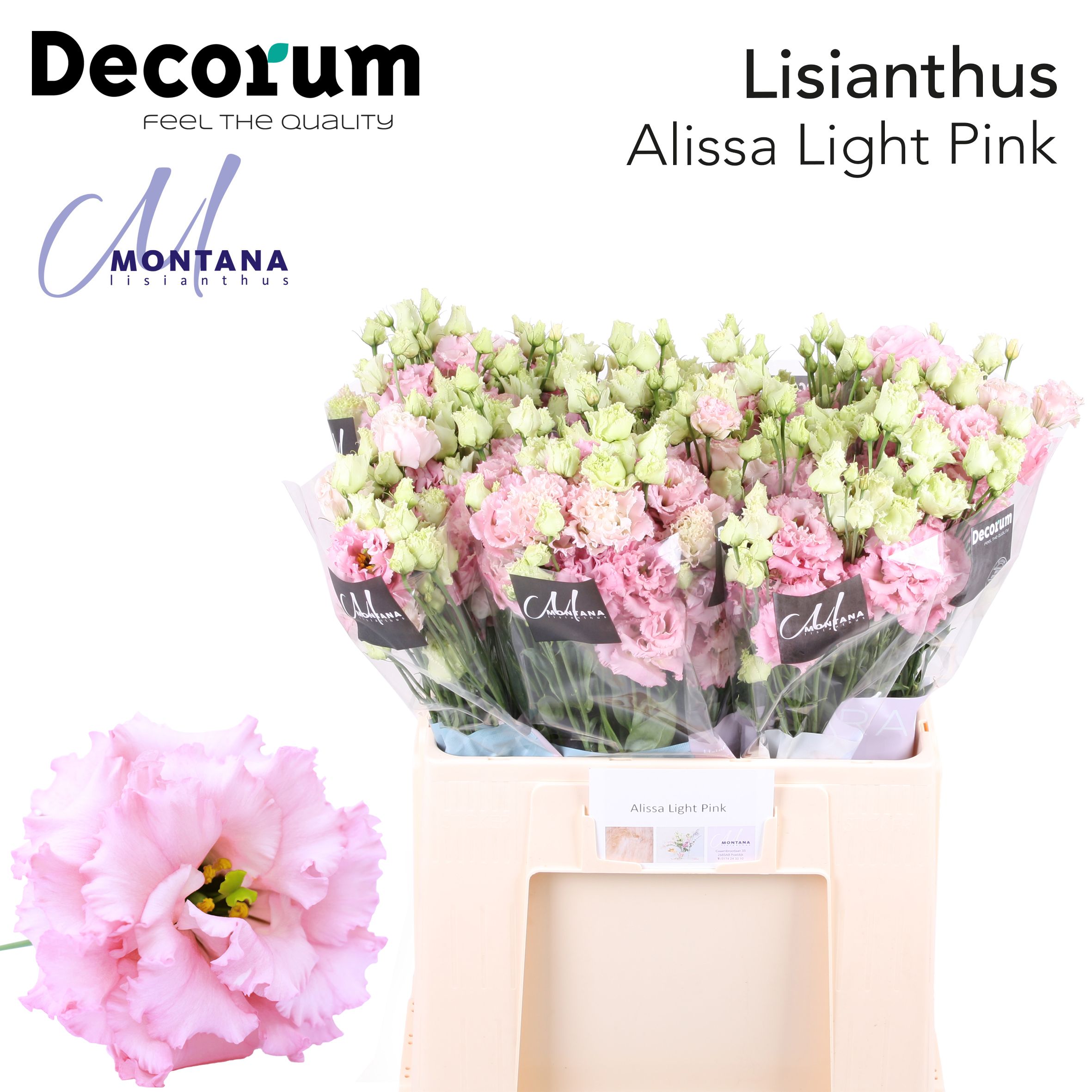 Срезанные цветы оптом Lisianthus do alissa light pink от 80шт. из Голландии с доставкой по России