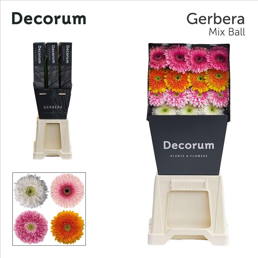 Срезанные цветы оптом Gerbera diamond gerponi mix in row от 45шт из Голландии с доставкой по России