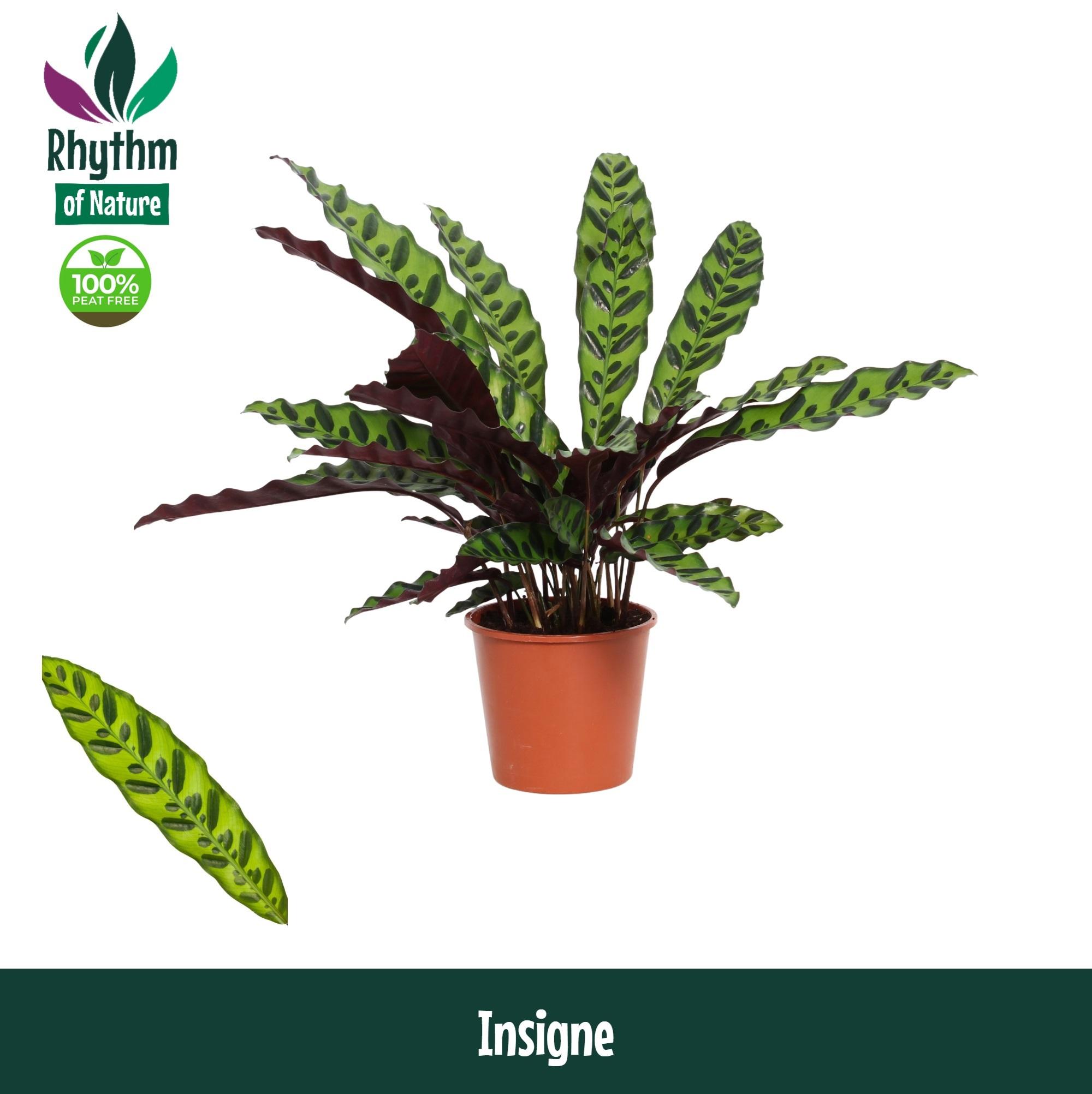 Горшечные цветы и растения оптом Calathea Insigne от 8шт из Голландии с доставкой по России