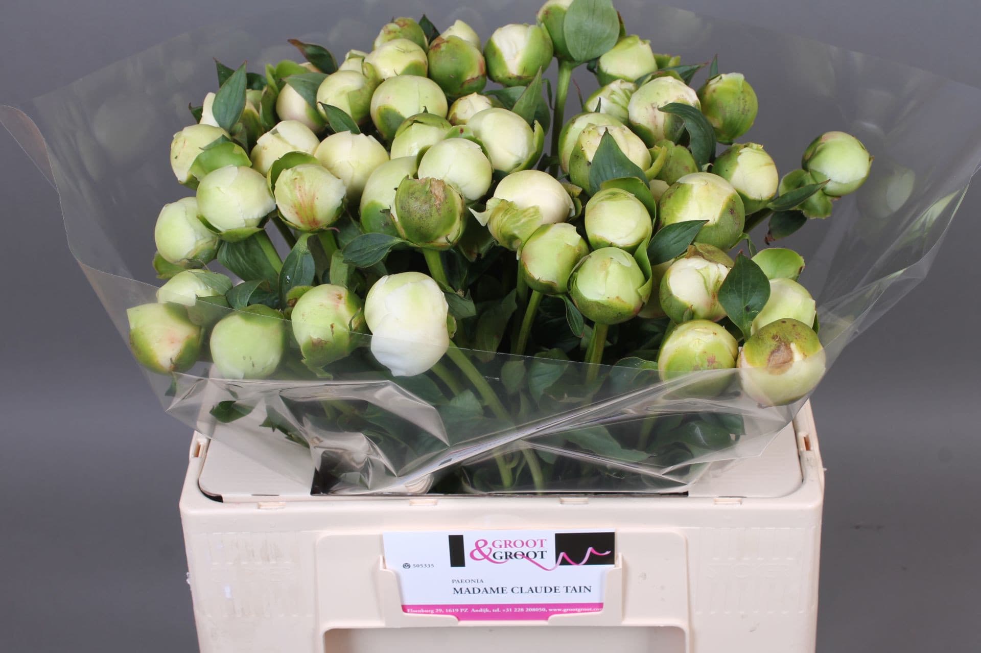 Срезанные цветы оптом Paeonia bridal shower от 50шт из Голландии с доставкой по России