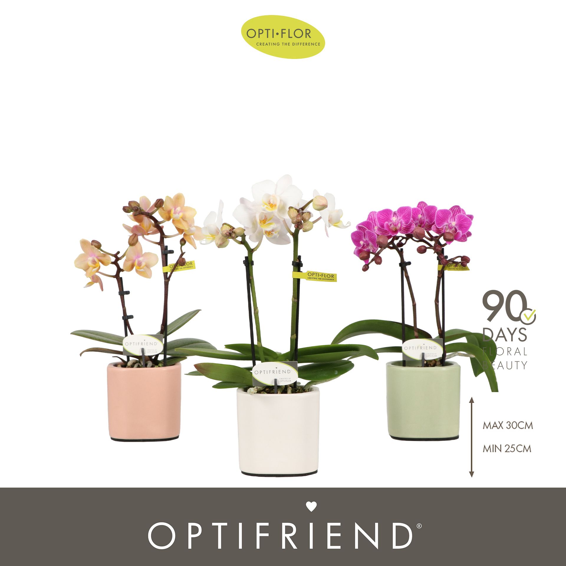 Горшечные цветы и растения оптом Phal Mini 2st Mix In Ceramic от 6шт (для телеги) из Голландии с доставкой по России