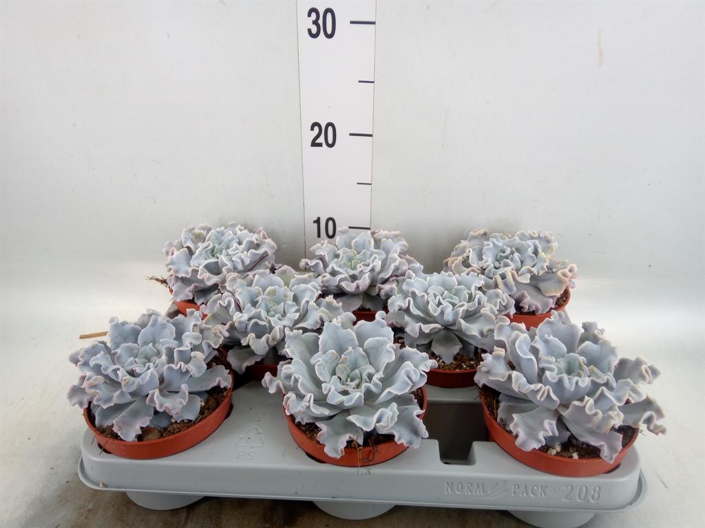 Горшечные цветы и растения оптом Echeveria   ... от 8шт'' из Голландии с доставкой по России
