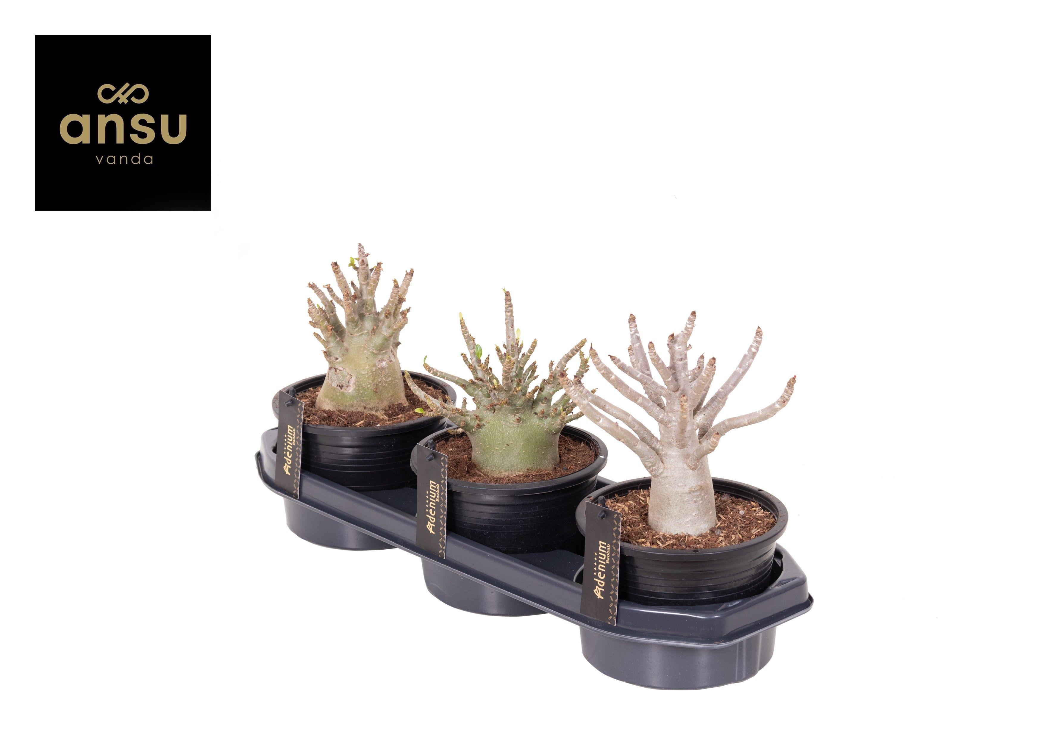 Горшечные цветы и растения оптом Adenium Ansu Baobab от 3шт из Голландии с доставкой по России Горшечные цветы и растения оптом Adenium Ansu Baobab от 3шт из Голландии с доставкой по России