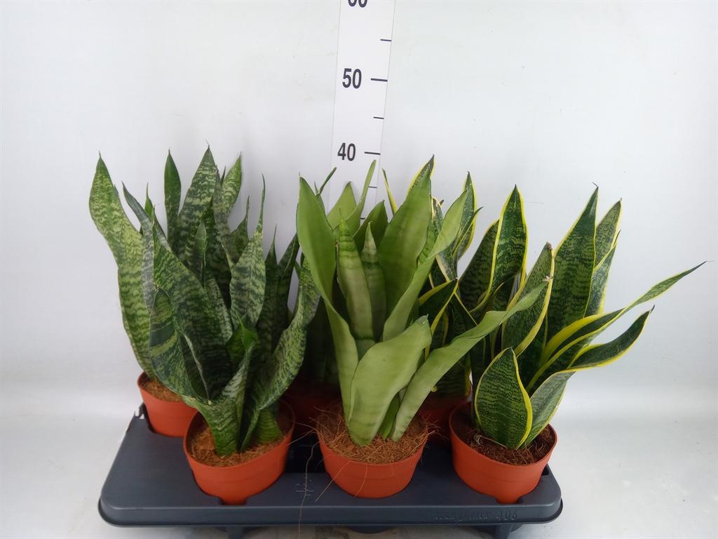 Горшечные цветы и растения оптом Sansevieria Trifa.   ... от 6шт из Голландии с доставкой по России