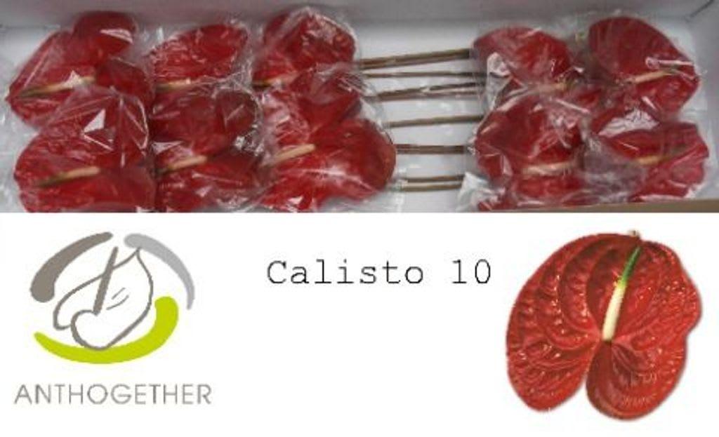 Срезанные цветы оптом Anthurium calisto от 10шт из Голландии с доставкой по России
