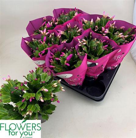 Горшечные цветы и растения оптом Schlumbergera Purple 45+ от 9шт из Голландии с доставкой по России