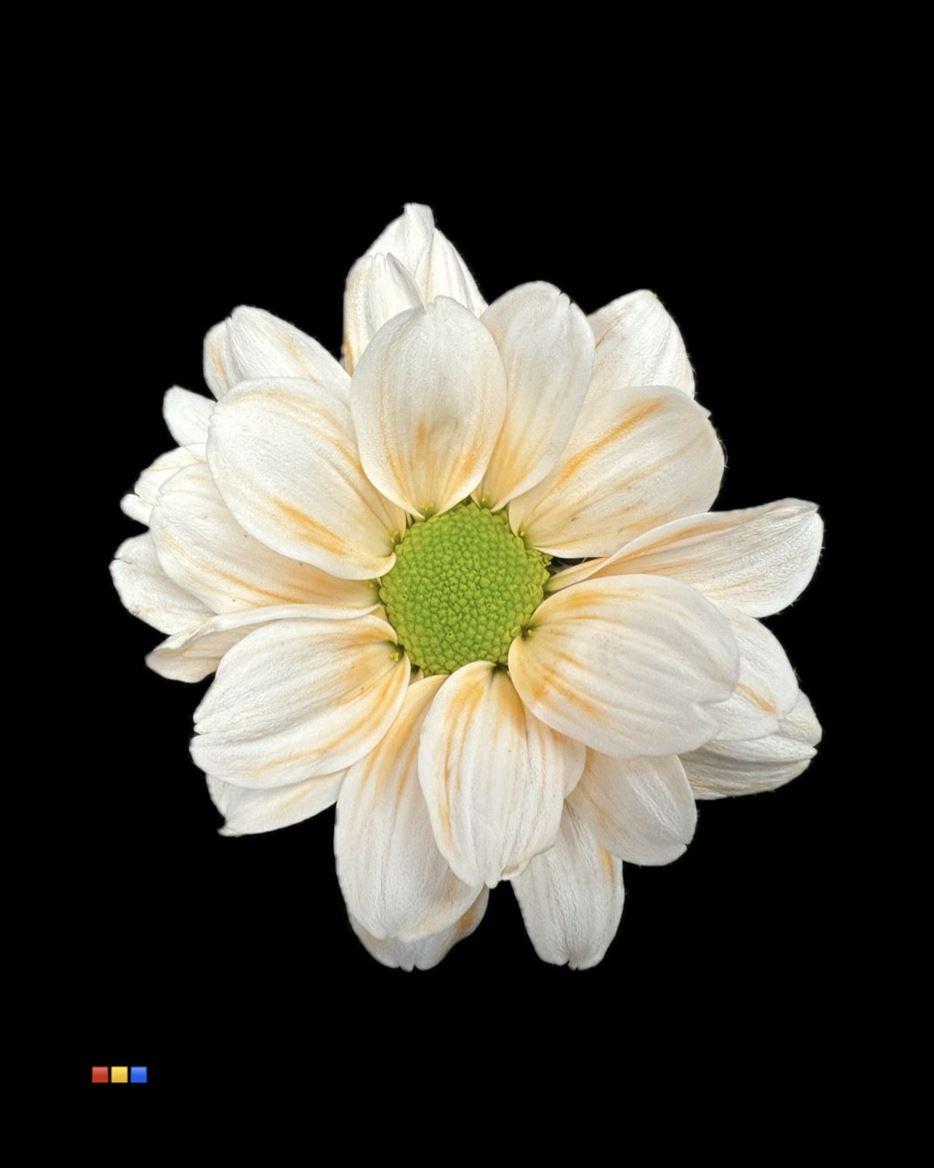 Срезанные цветы оптом Chrys sp paint chic apricot от 40шт из Голландии с доставкой по России