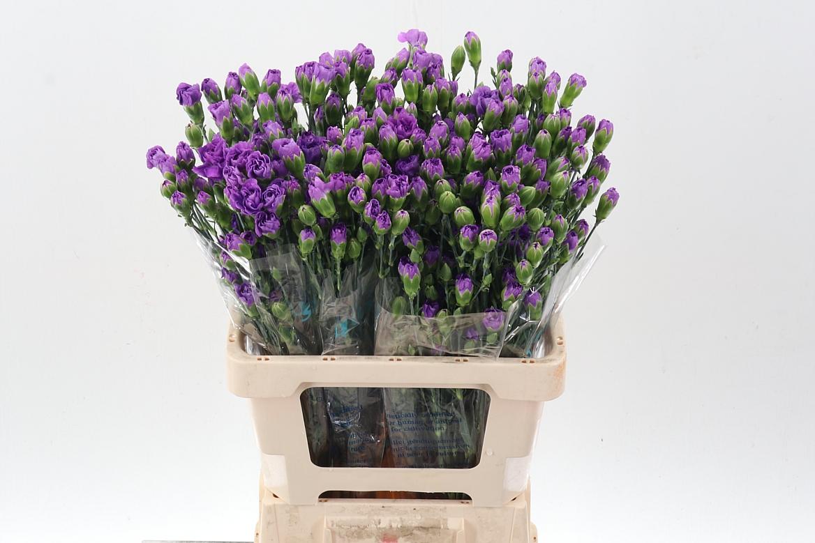 Срезанные цветы оптом Dianthus sp florigene moonberry от 100шт. из Голландии с доставкой по России