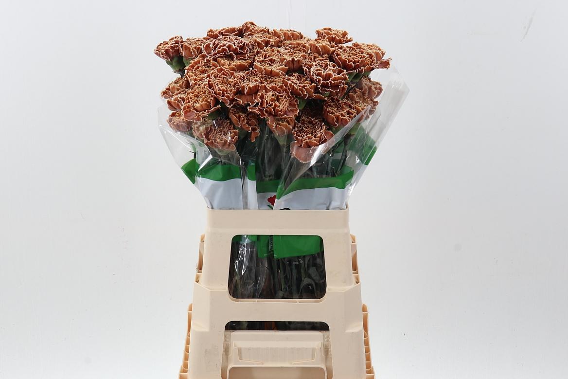 Срезанные цветы оптом Dianthus st paint cappucino от 80шт из Голландии с доставкой по России