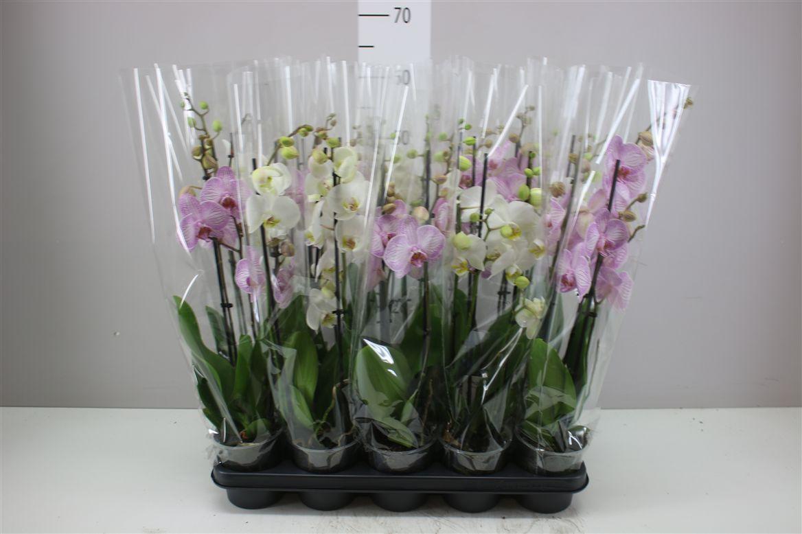 Горшечные цветы и растения оптом Phal Gemengd 3 Tak 18+ от 10шт из Голландии с доставкой по России