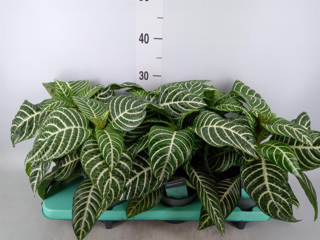 Горшечные цветы и растения оптом Aphelandra Squar. от 6шт из Голландии с доставкой по России