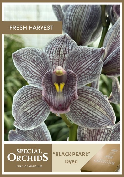 Срезанные цветы оптом Cymbidium paint black pearl от 10шт. из Голландии с доставкой по России