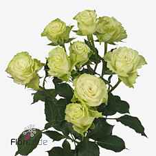 Срезанные цветы оптом Rosa sp green glow от 40шт из Голландии с доставкой по России