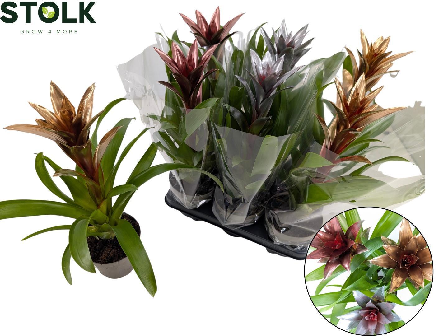 Горшечные цветы и растения оптом Guzmania Calypso от 6шт из Голландии с доставкой по России