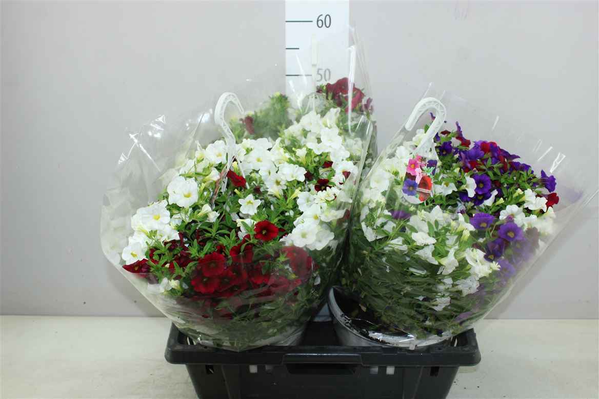 Горшечные цветы и растения оптом Petunia Minifamous Hangpot Mix In Pot от 3шт из Голландии с доставкой по России