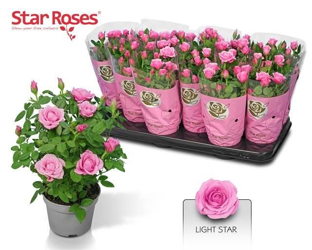 Горшечные цветы и растения оптом Rosa Light Star от 12шт из Голландии с доставкой по России