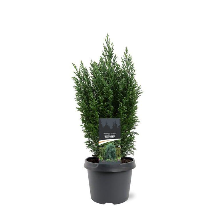 Горшечные цветы и растения оптом Chamaecyparis Laws Ellwoodii от 1шт из Голландии с доставкой по России