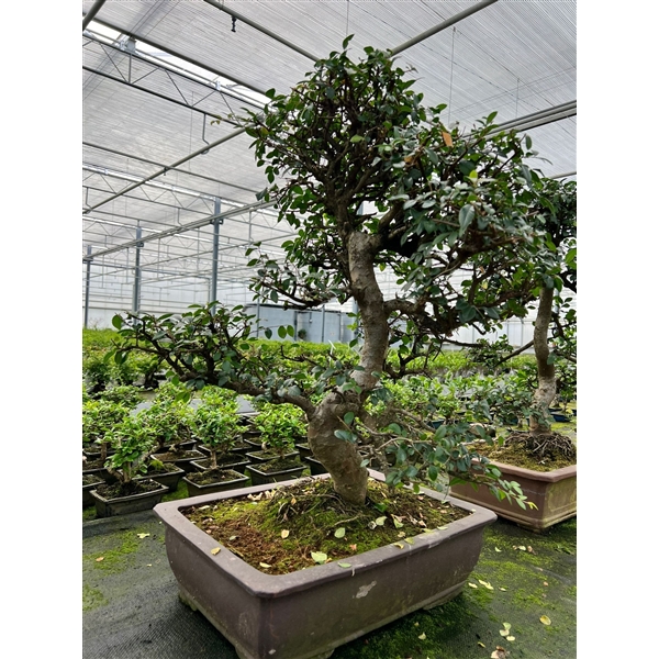 Горшечные цветы и растения оптом Bonsai Zelkova Parvifolia, Pot 49cm. (single Item) от 1шт из Голландии с доставкой по России