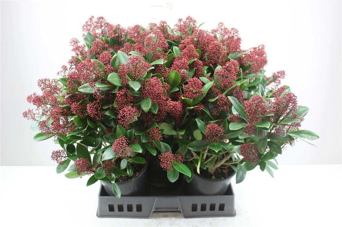 Горшечные цветы и растения оптом Skimmia Jap. Rubella 25-30 от 5шт из Голландии с доставкой по России