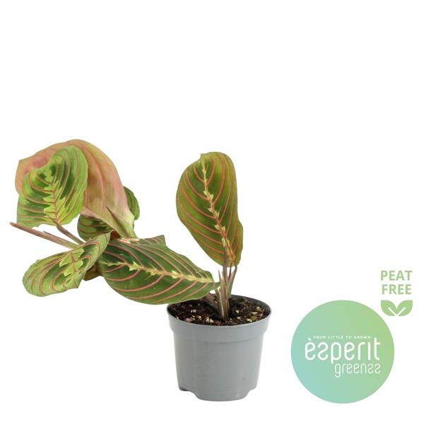 Горшечные цветы и растения оптом Maranta Leuconeura Fascinator от 21шт (для телеги) из Голландии с доставкой по России